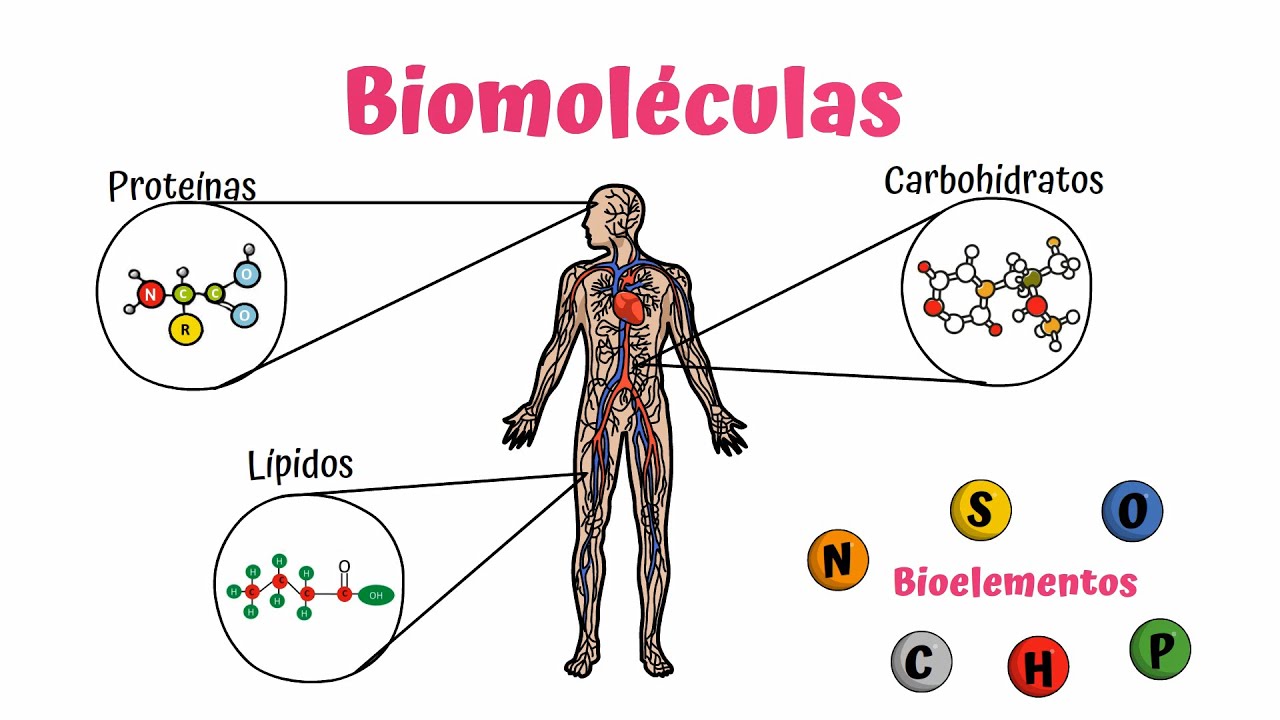 biomoleculas mas abundantes en los seres vivos