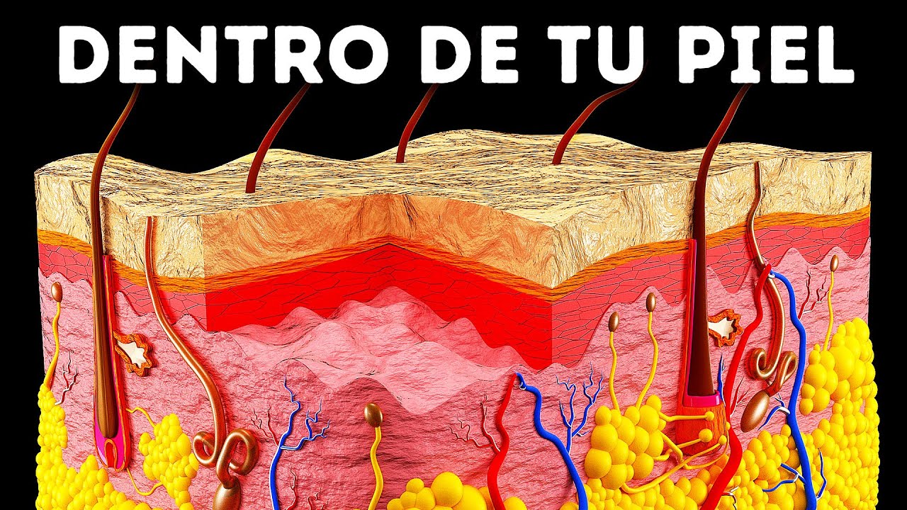 capas de la piel de afuera hacia adentro