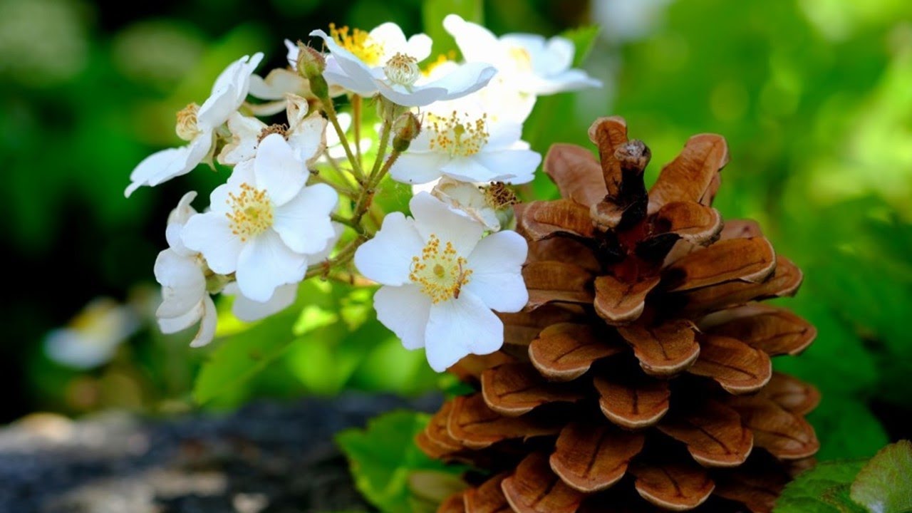 características de las plantas angiospermas