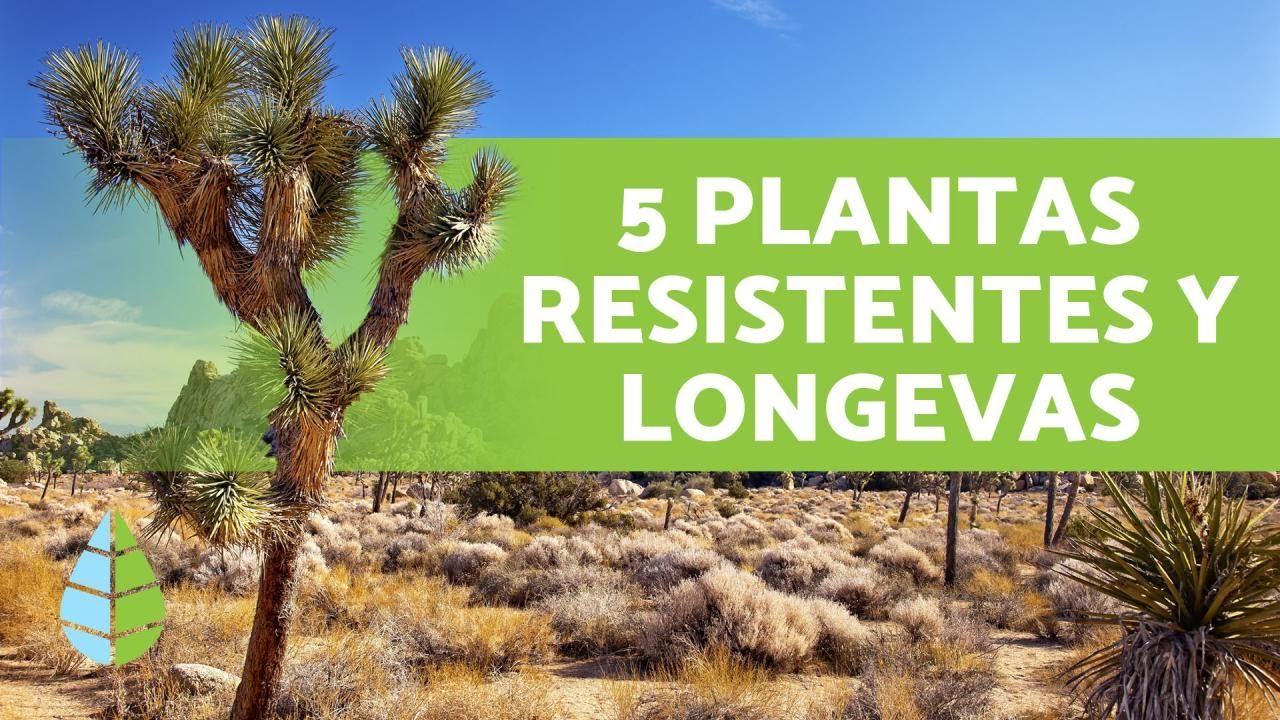 características de las plantas del desierto