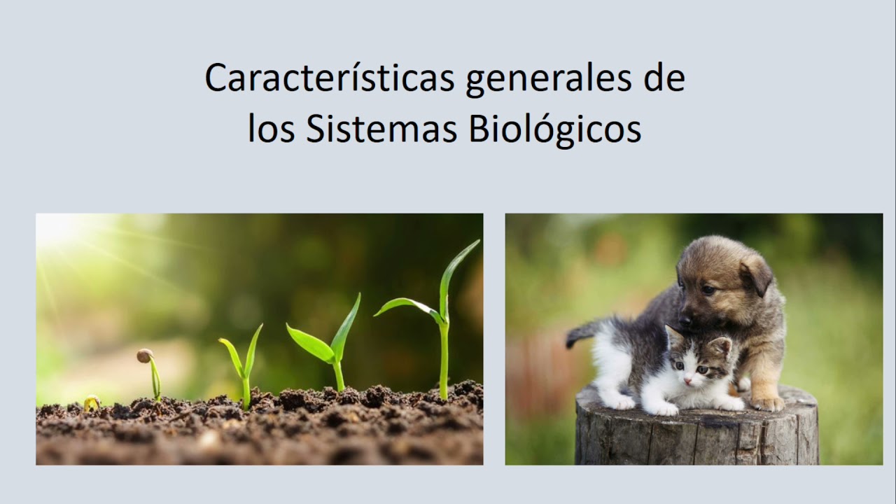 características generales de los sistemas biológicos