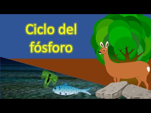 ciclo biogeoquimico del fosforo maqueta