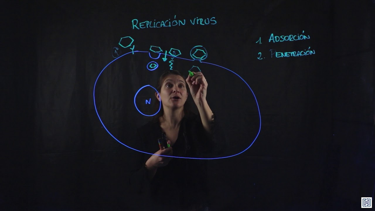 ciclo de reproduccion de los virus