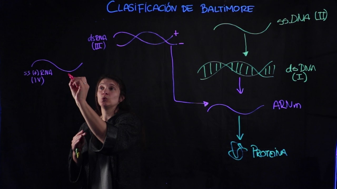 clasificacion de baltimore de los virus