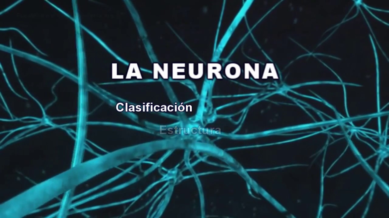 clasificación estructural de las neuronas