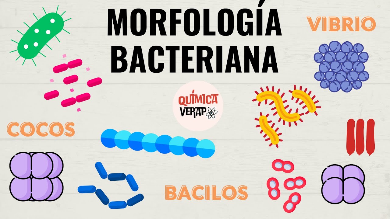clasificacion morfologica de las bacterias
