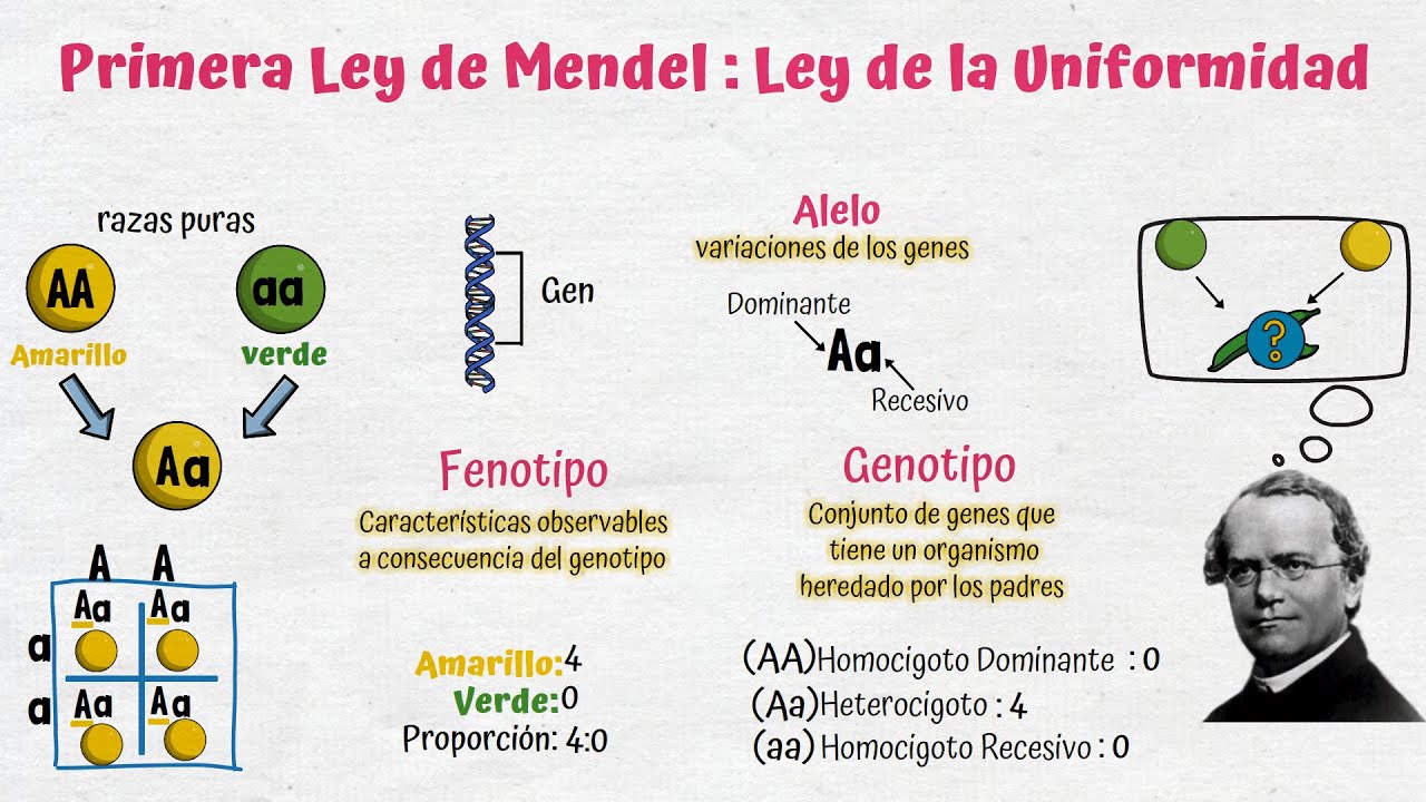 como establece gregor mendel las bases de la genetica moderna