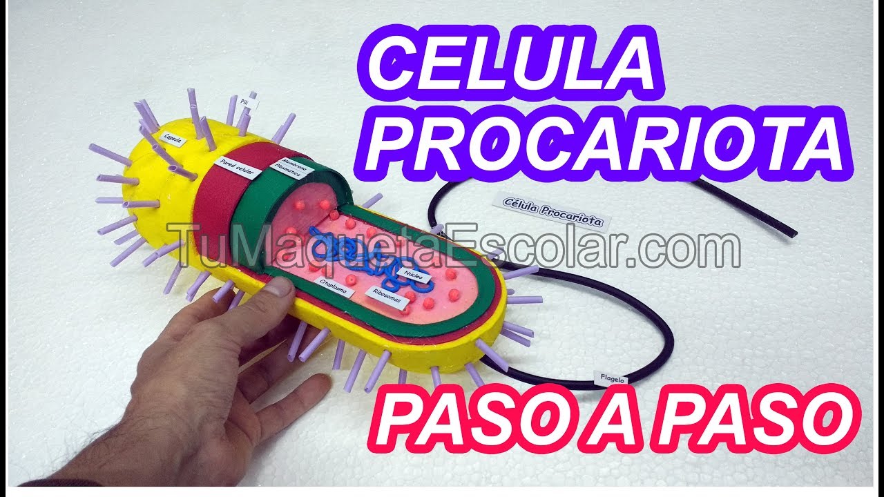 como hacer una maqueta de la celula procariota