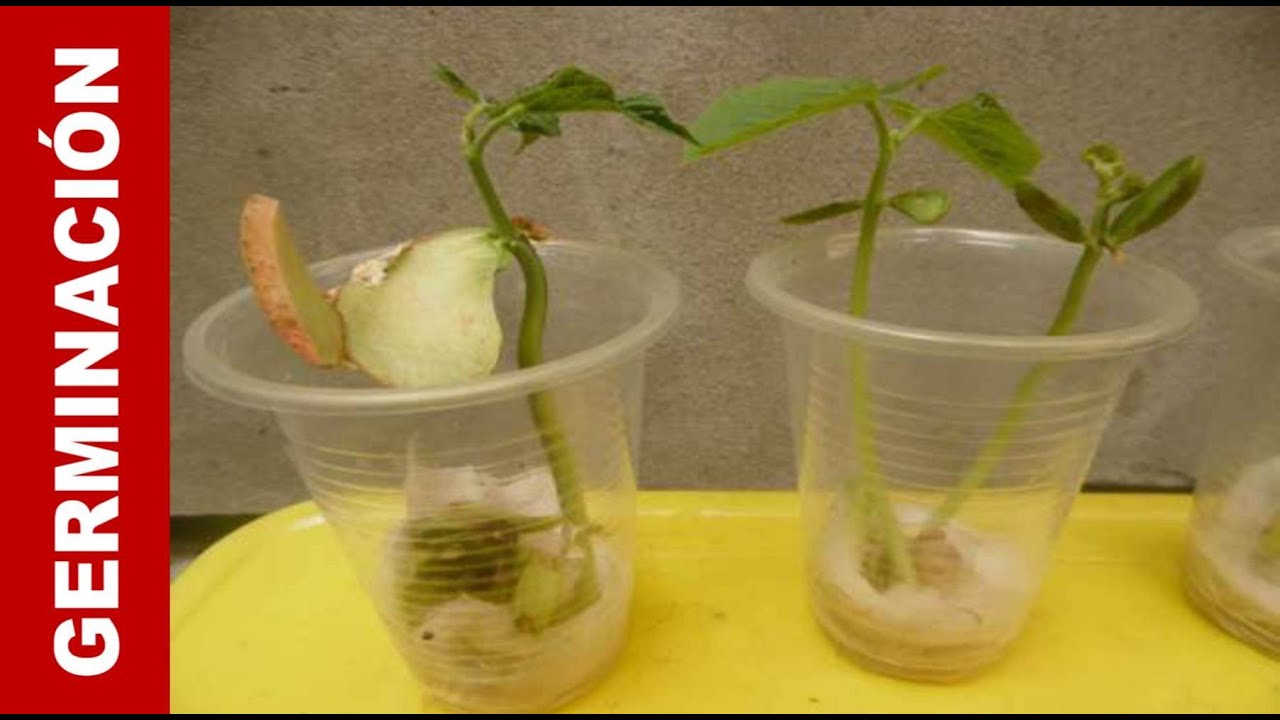 como se hace el experimento del frijol