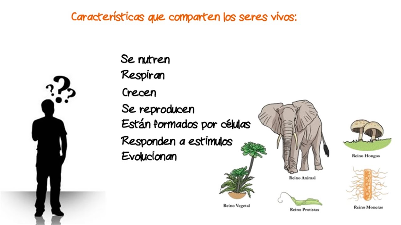 comparación de las características comunes de los seres vivos