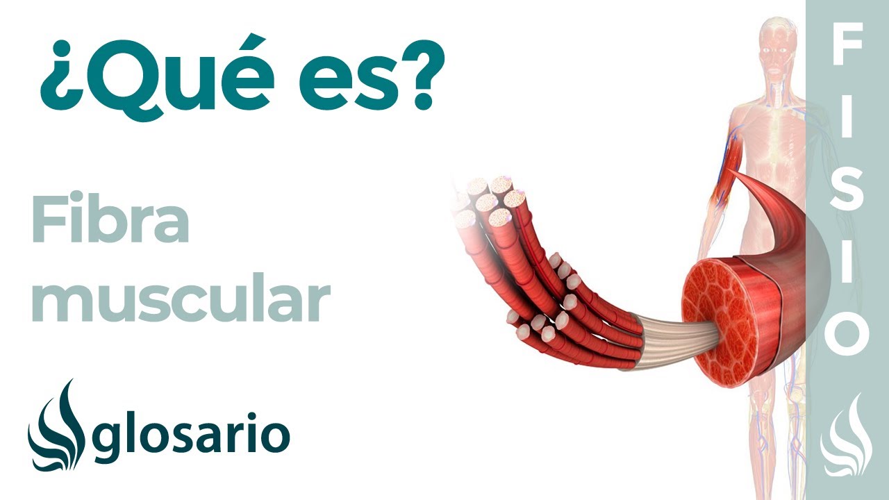cuál es la función de la célula muscular