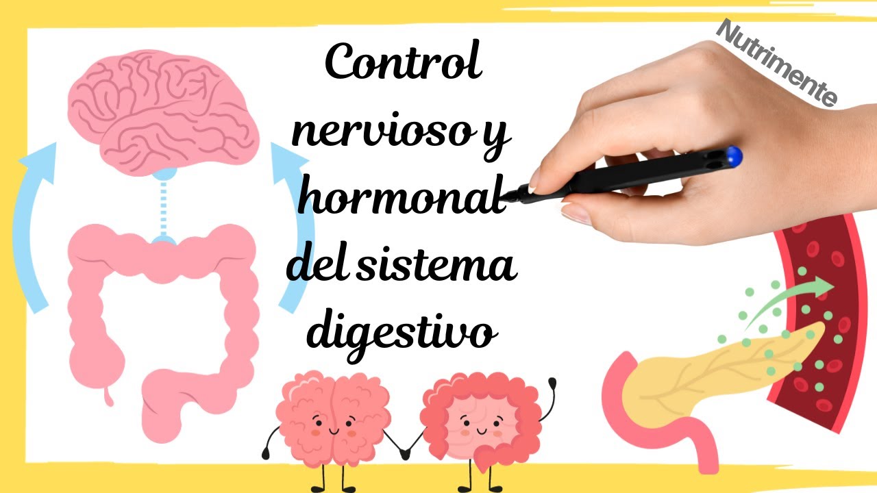 cuál es la relación del sistema nervioso con las funciones digestivas