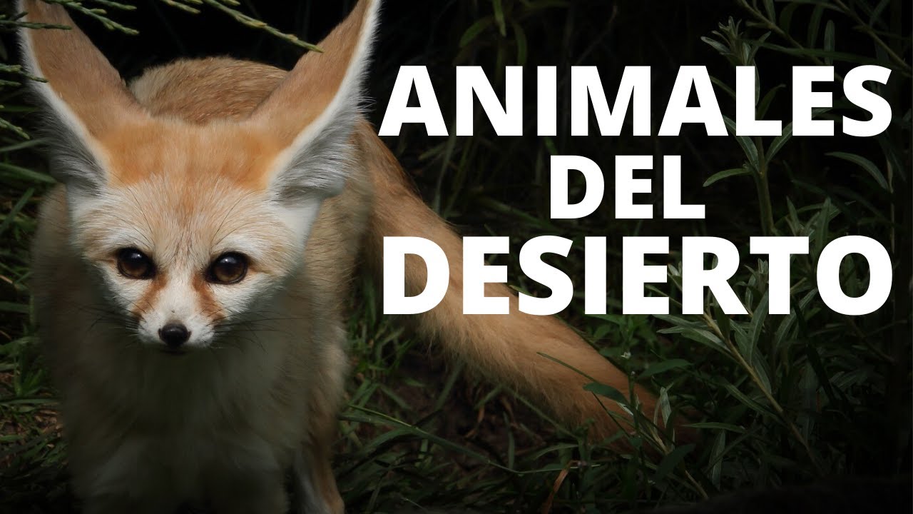 cuáles animales viven en el desierto
