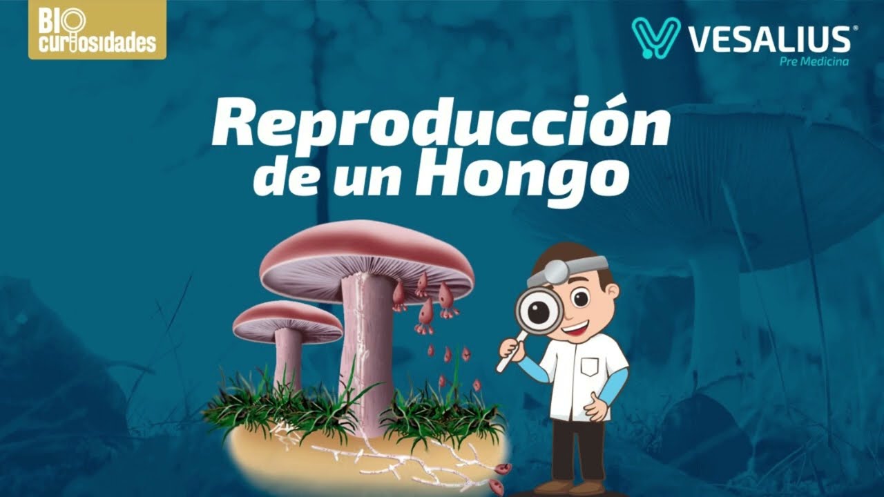 cuales son las estructuras reproductoras de los hongos