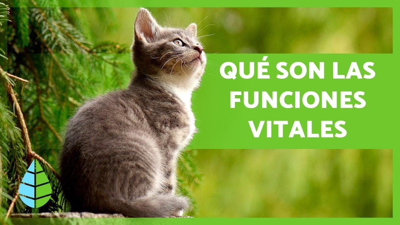 cuales son los procesos vitales de los seres vivos