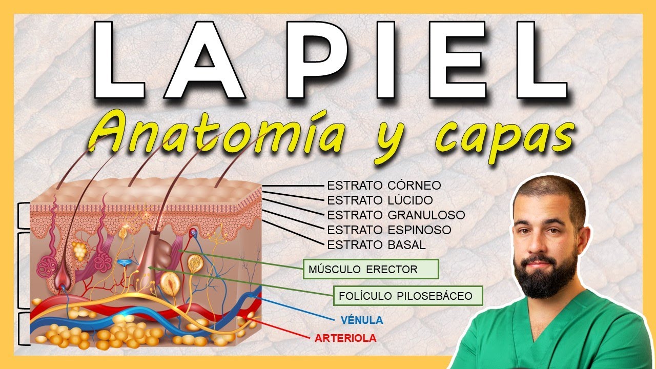 cuantas capa de piel tiene el cuerpo humano