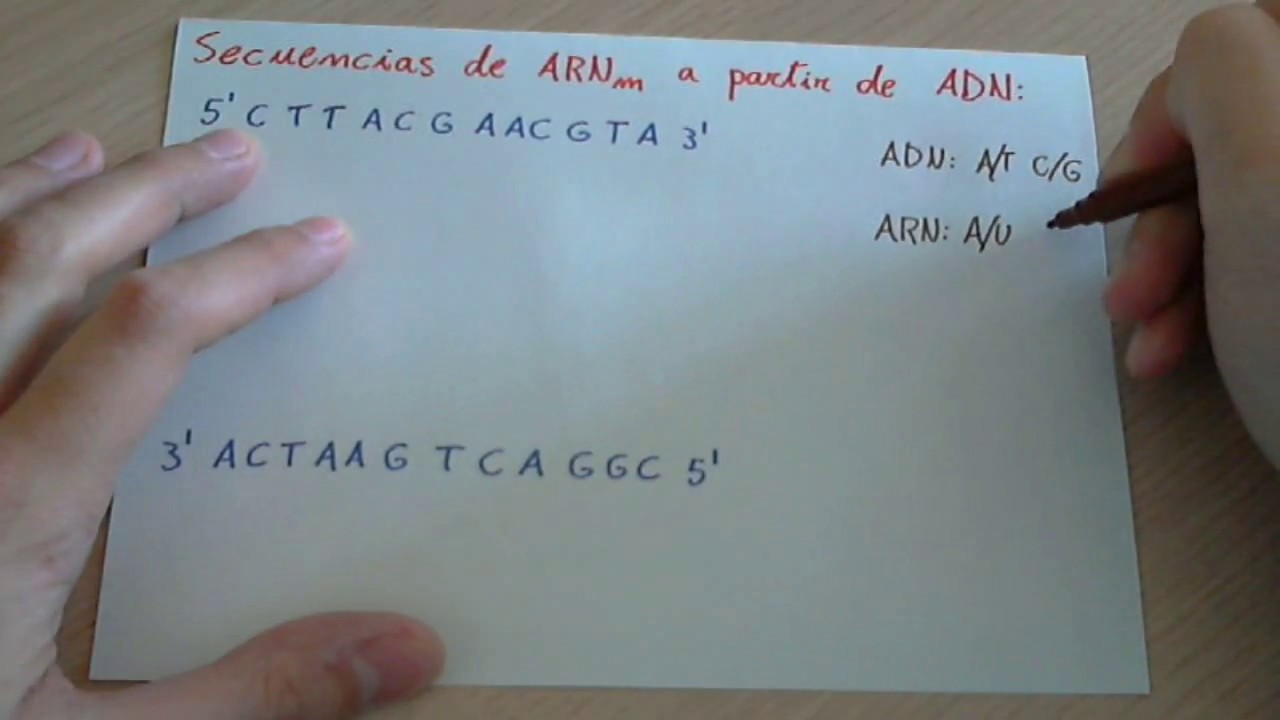 cuantas hebras componen una cadena de arn