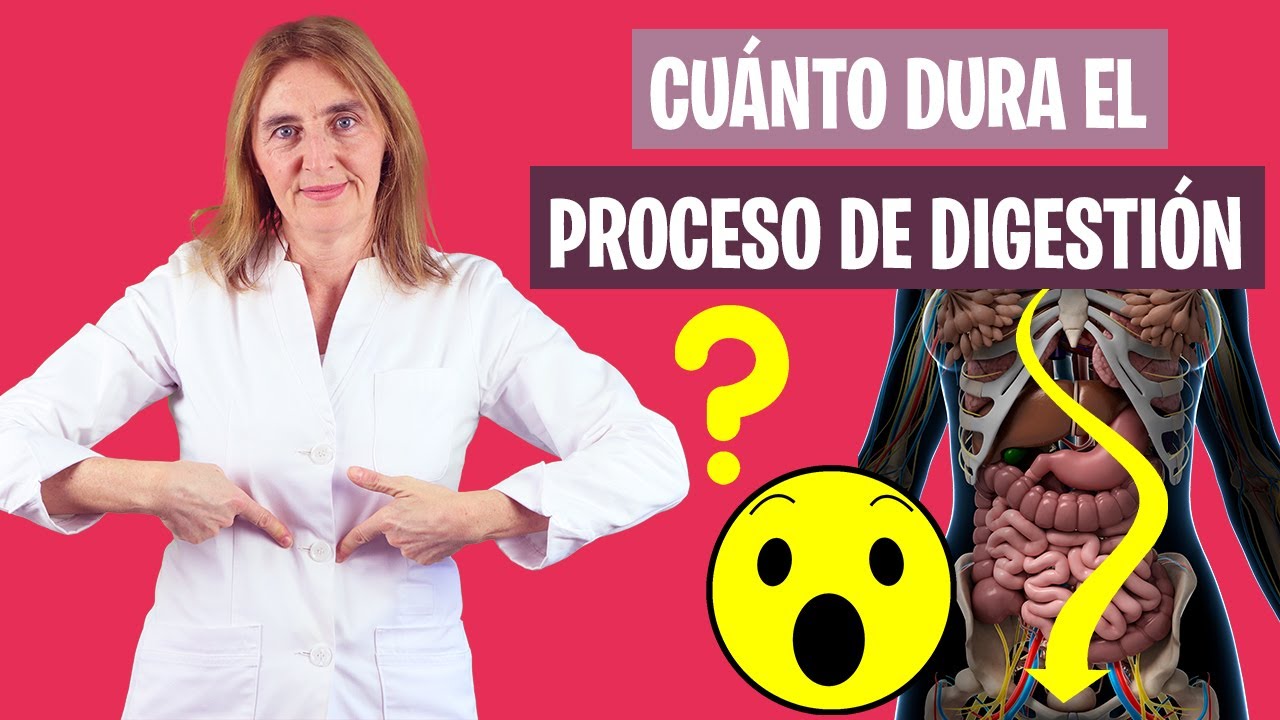 cuanto tiempo tarda en hacer digestión la comida