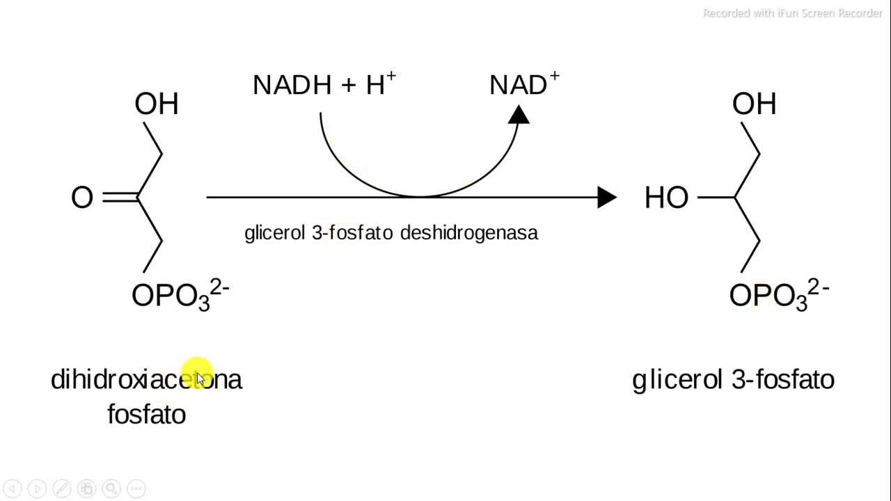 dihidroxiacetona fosfato a gliceraldehido 3 fosfato