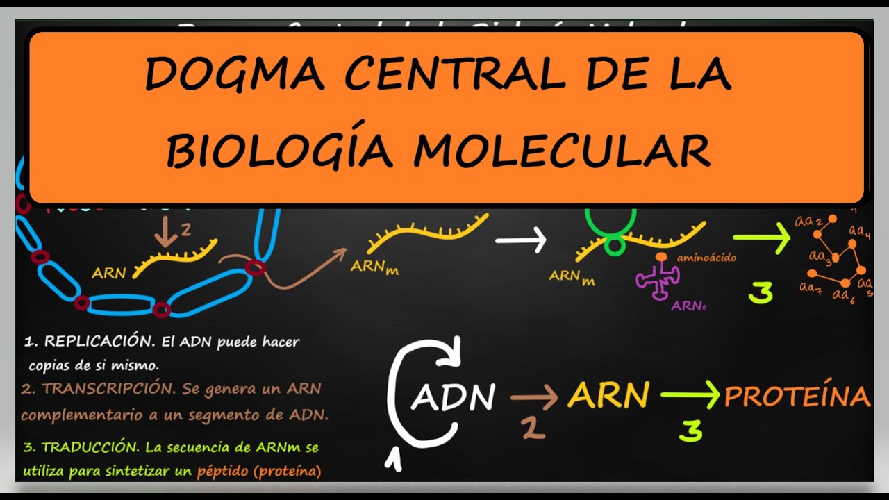 dogma central de la biologia molecular replicacion transcripcion traduccion