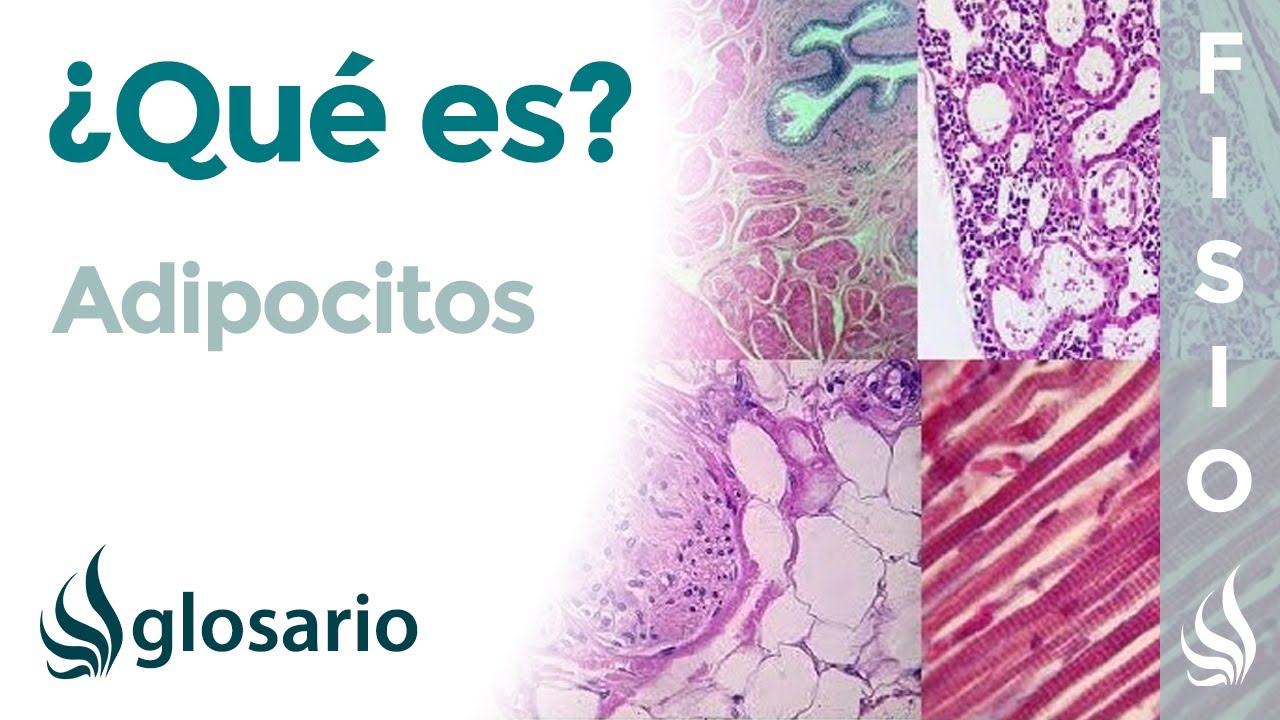 dónde se encuentran los adipocitos