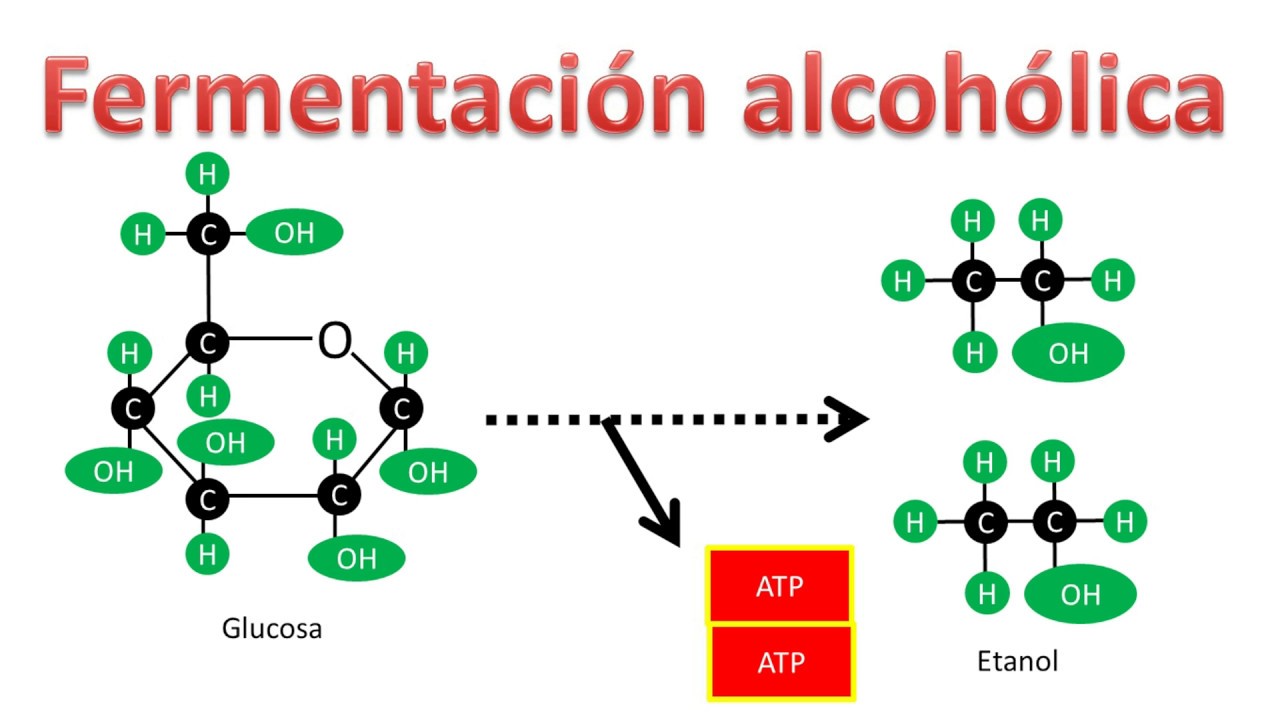 ecuacion quimica de la fermentacion alcoholica