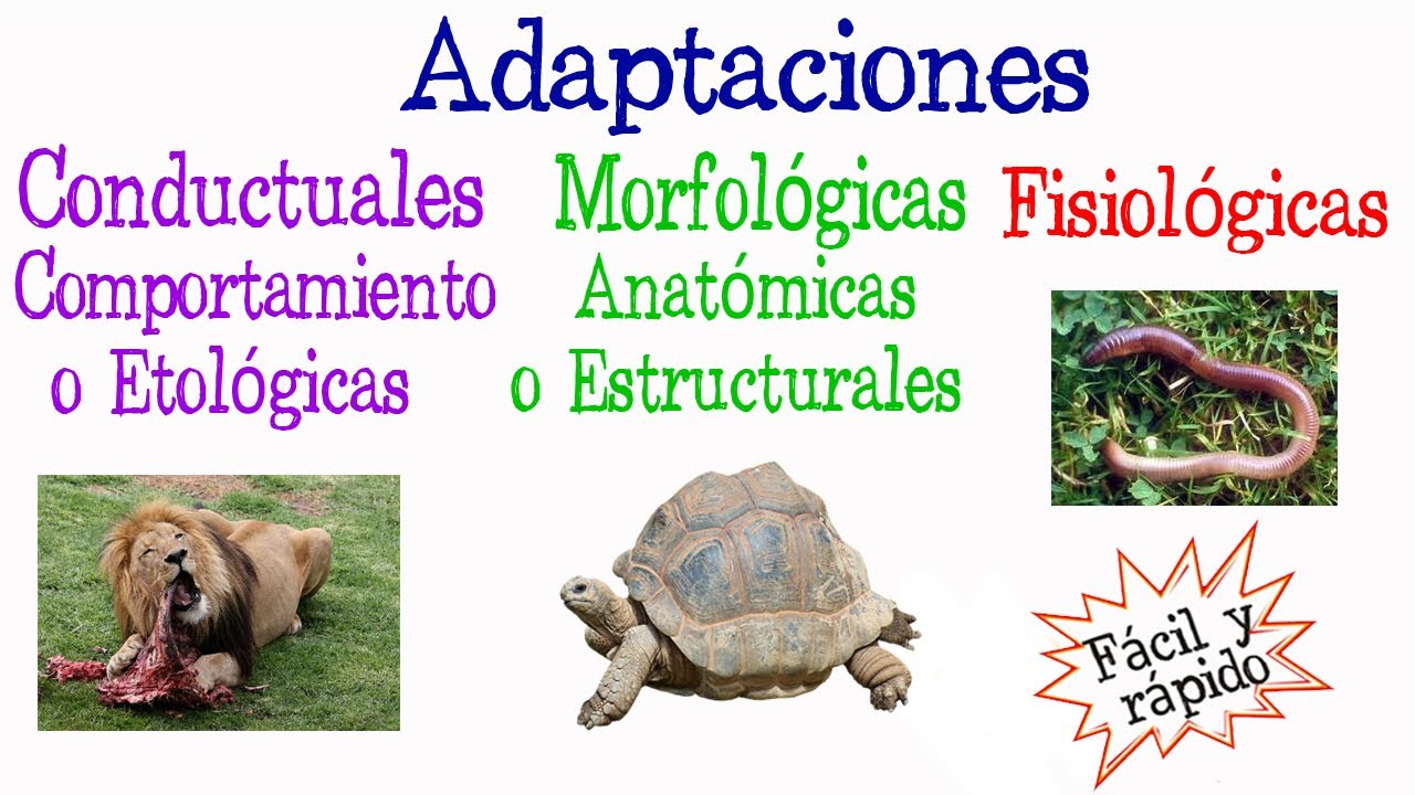 ejemplos de adaptaciones morfologicas en animales y plantas