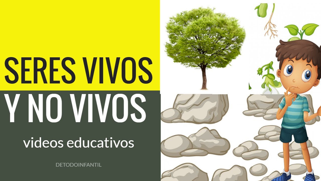 ejemplos de seres no vivos o inertes