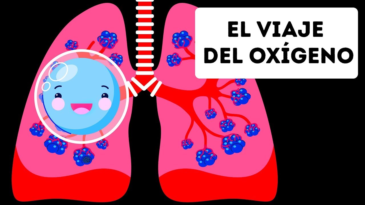 el oxígeno es llevado al corazón y distribuido a todo el cuerpo *