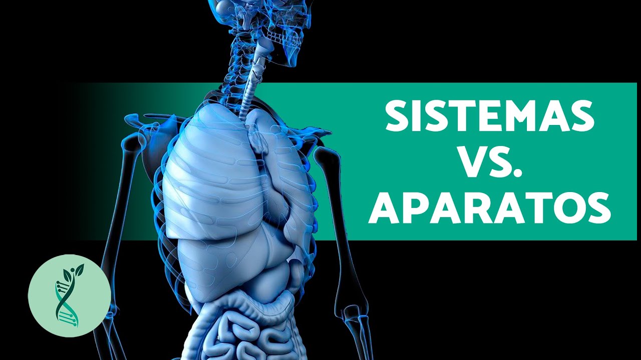 en qué se diferencian los aparatos de los sistemas