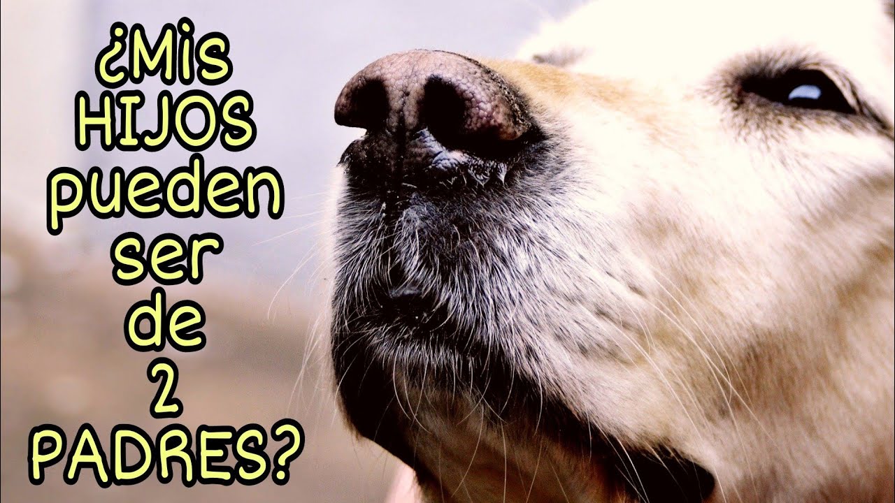 en una cruza de perros quien predomina
