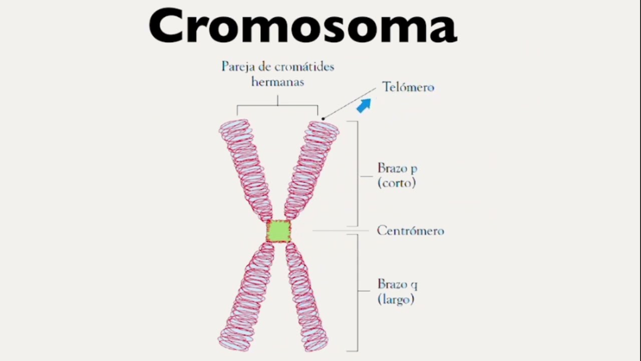 estructura molecular de la herencia