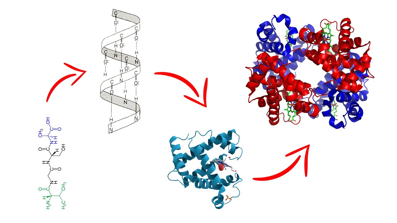 estructura tridimensional de las proteínas