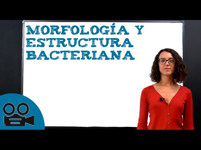 estructura y morfología de las bacterias