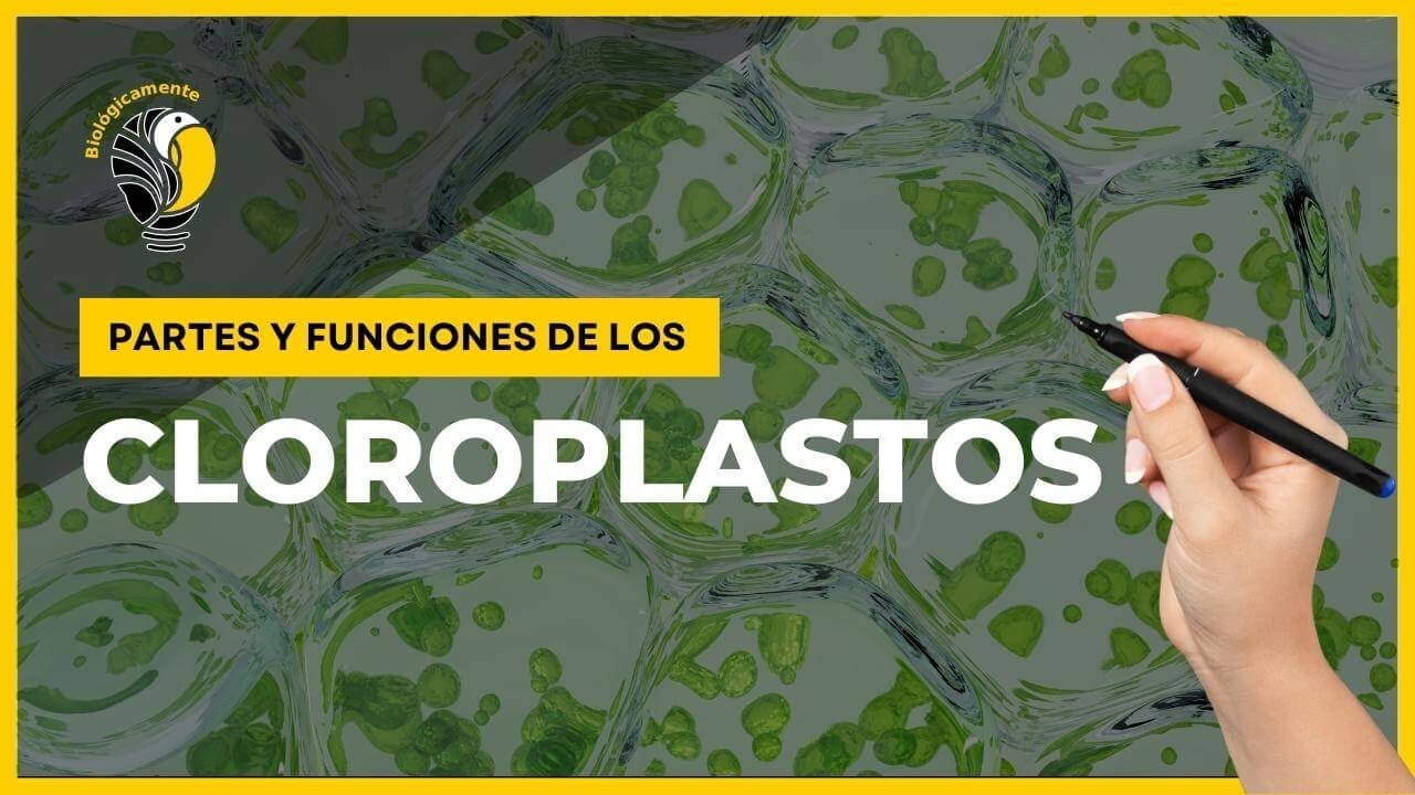 estructuras presentes en los cloroplastos