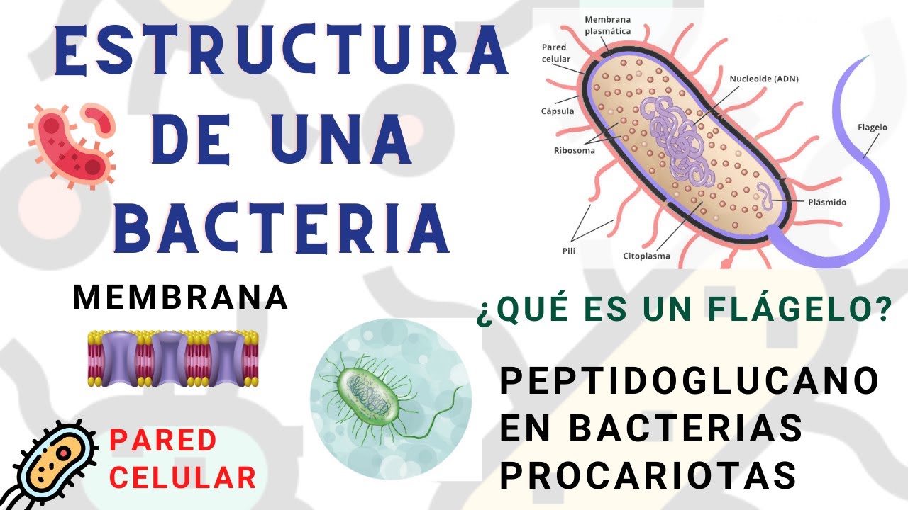 estructuras respiratorias de las bacterias