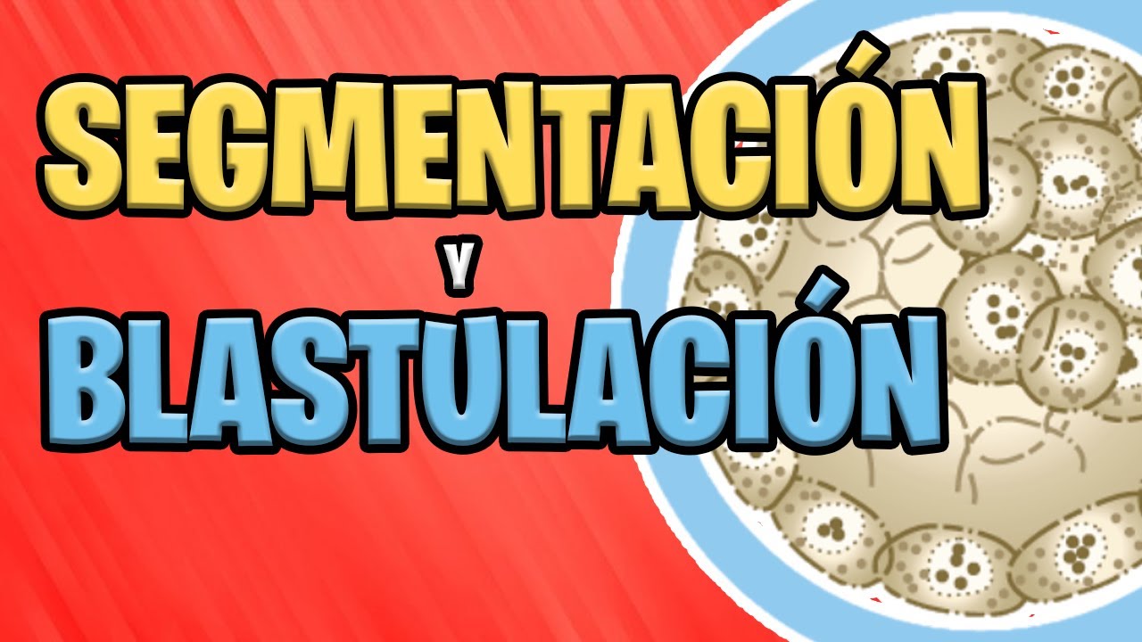 etapas del desarrollo embrionario segmentación