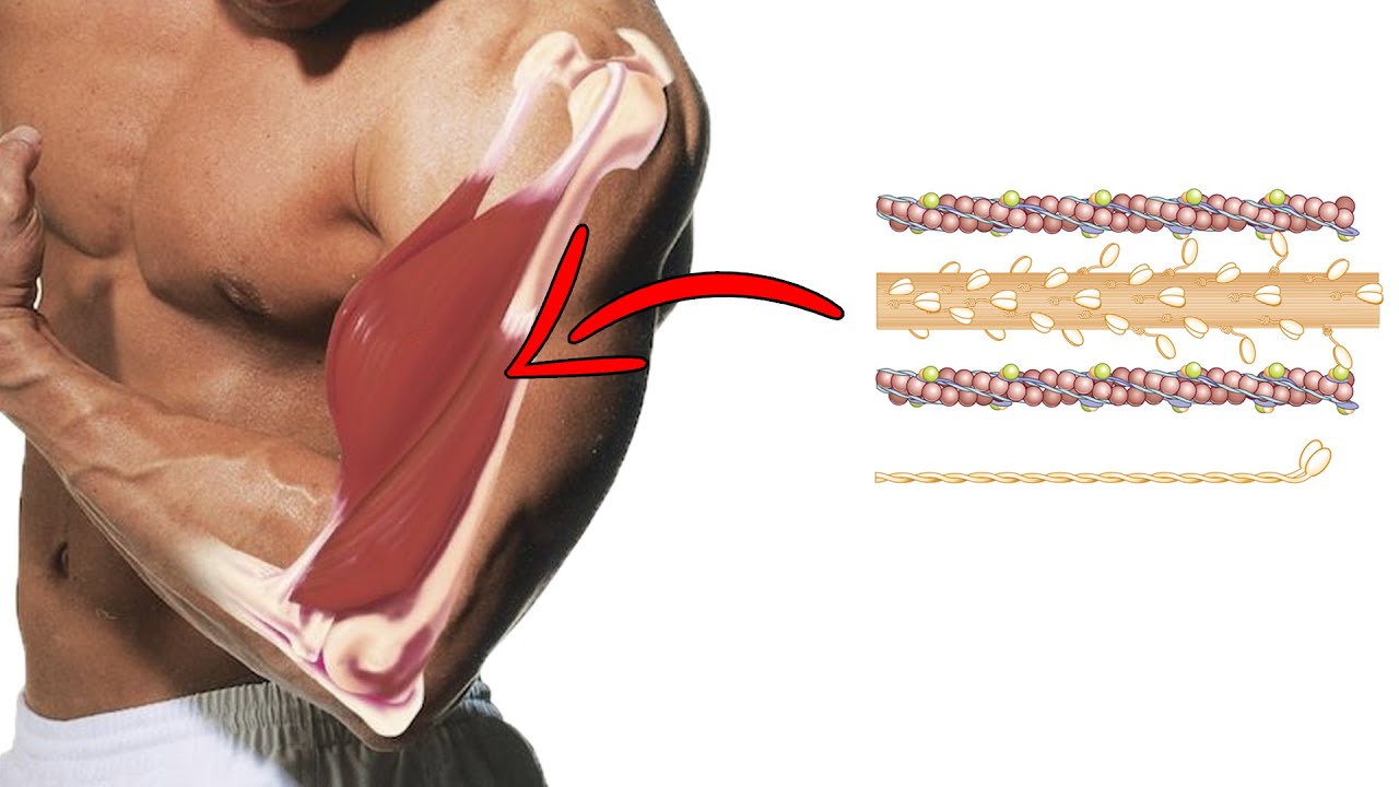 funcion contractil de las proteinas