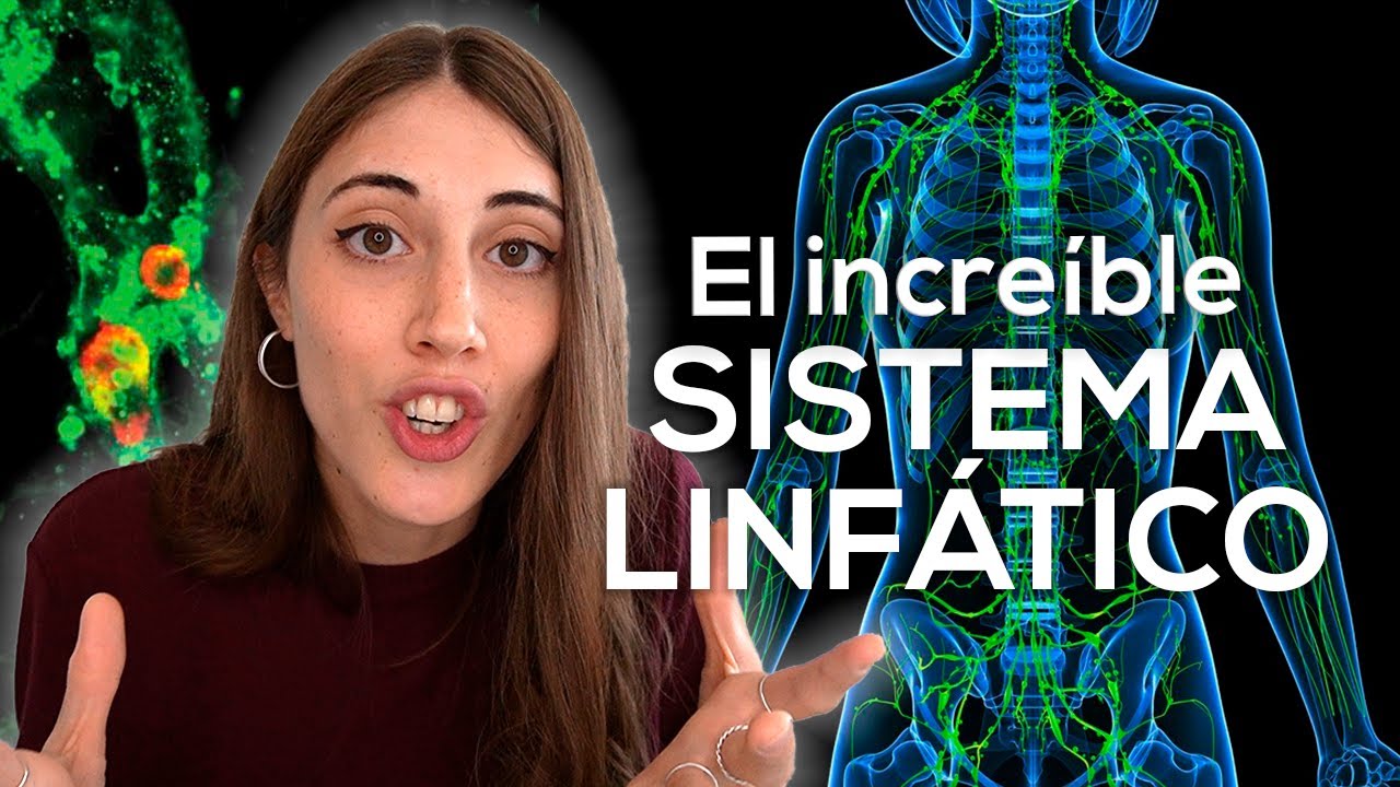 funcion de la medula osea en el sistema linfatico