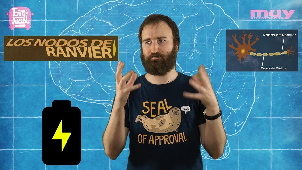 funcion del nodo de ranvier de la neurona