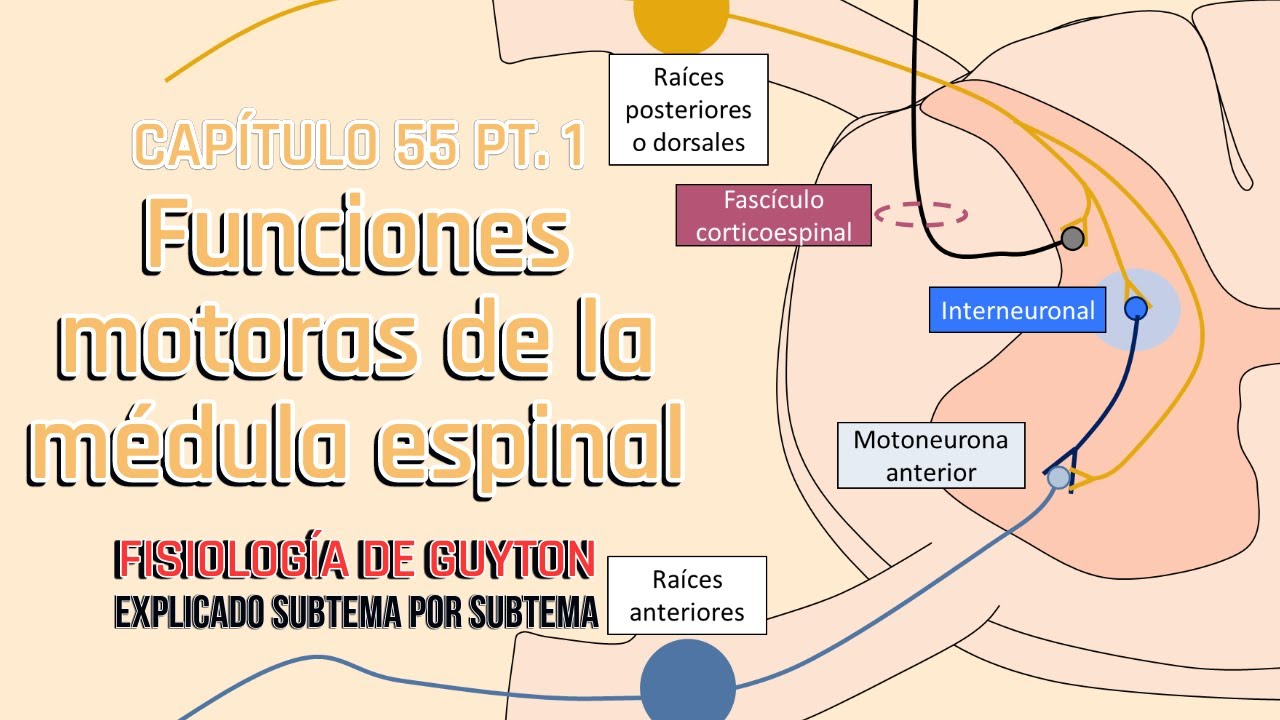 funciones motoras de la medula espinal