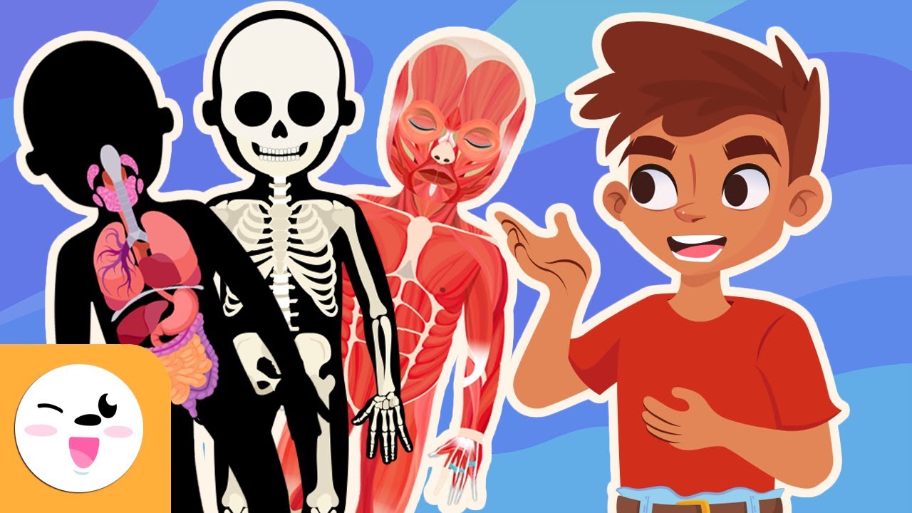 funciones principales del cuerpo humano