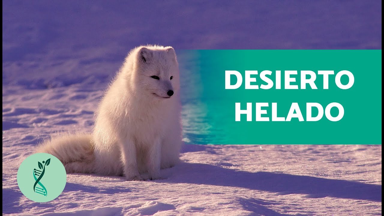 identifica dos características de la tundra.