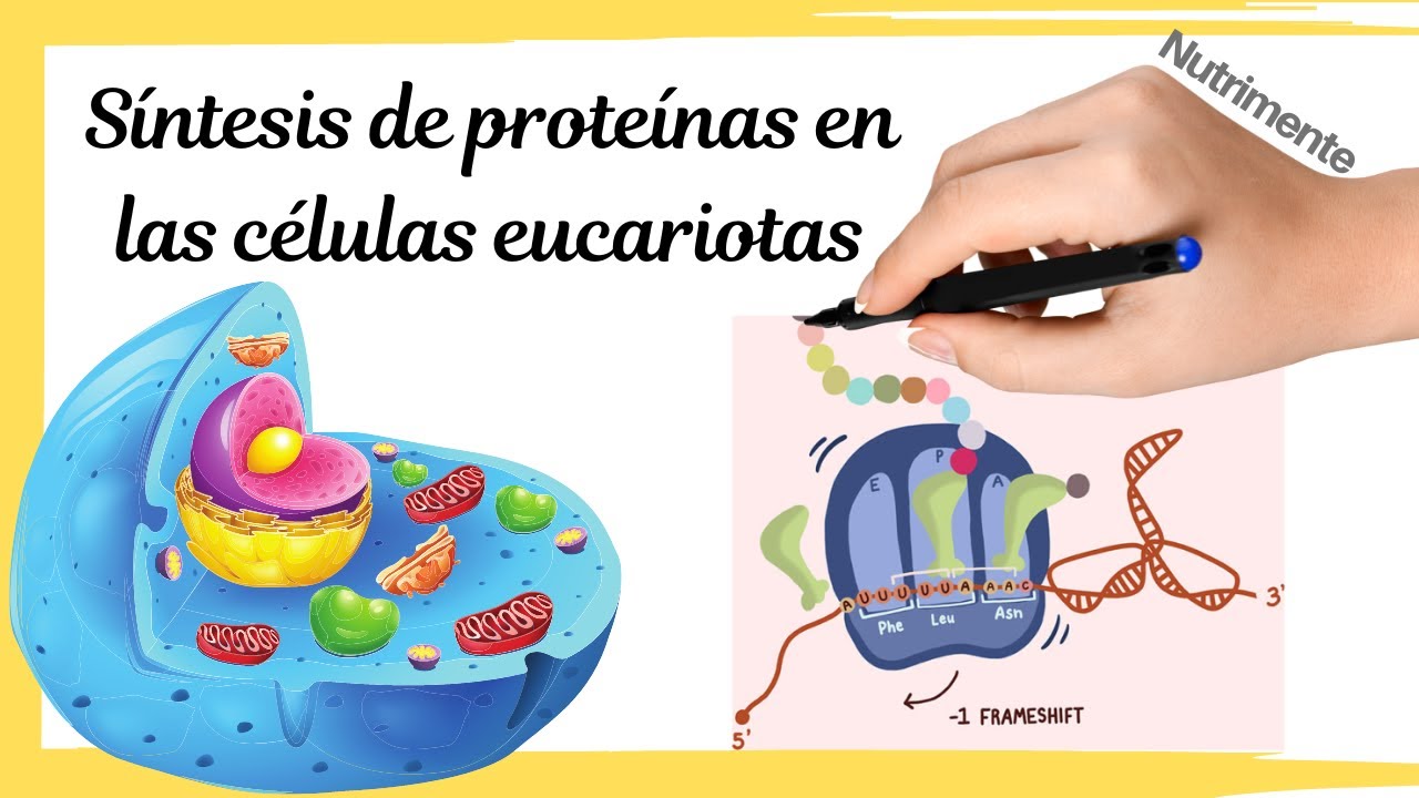 identifica el organelo donde se sintetizan las proteínas en una célula