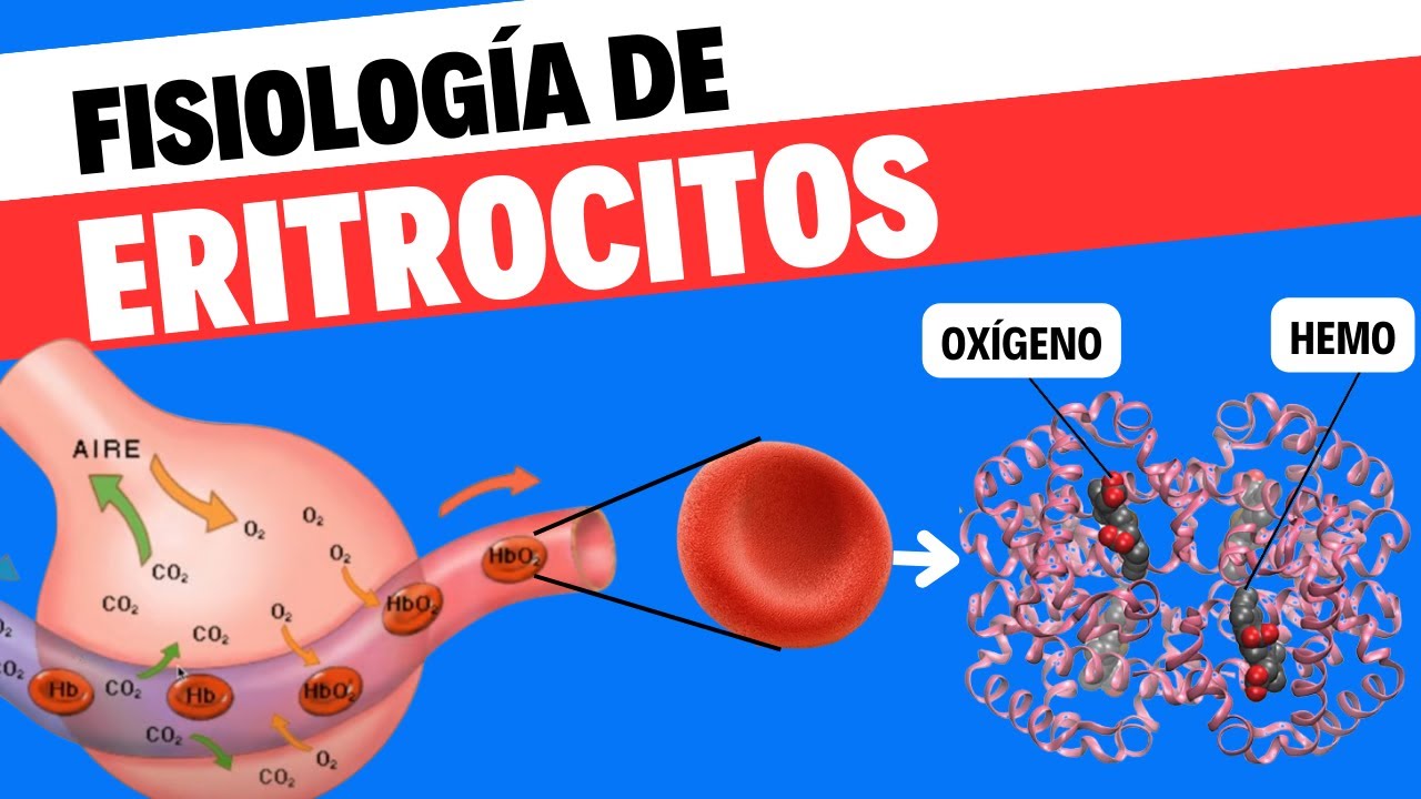 importancia de la hemoglobina y los eritrocitos para el transporte de oxigeno