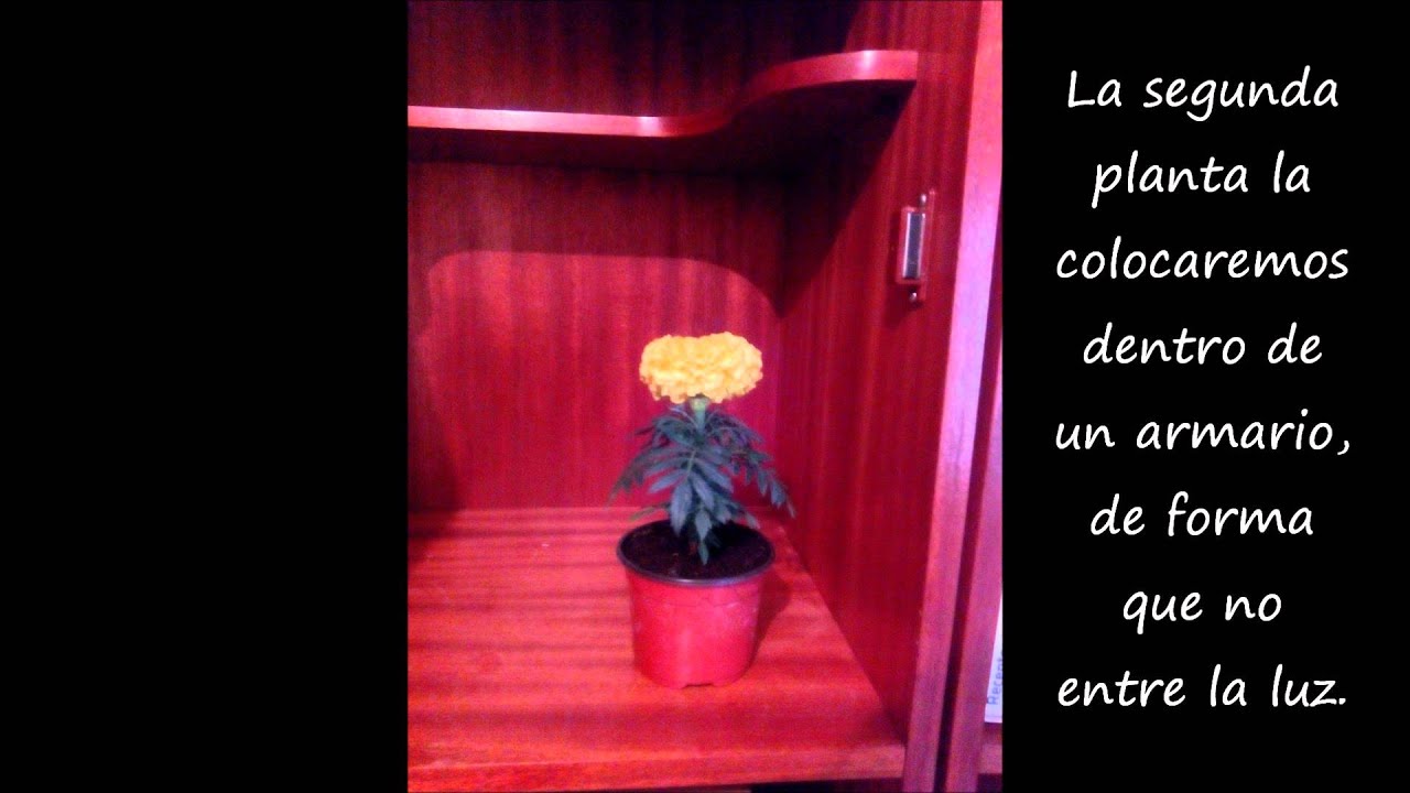 importancia de la luz en la fotosintesis