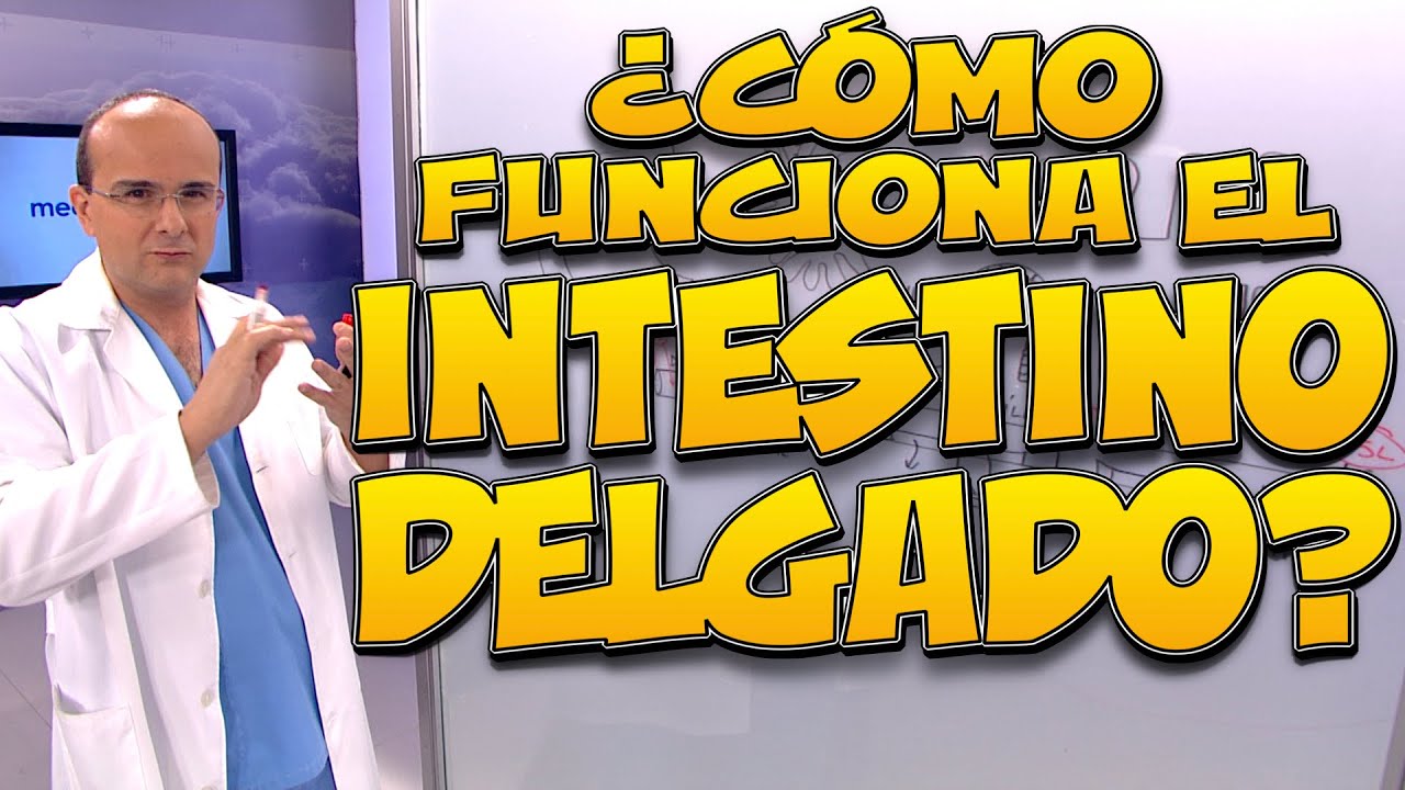 intestino grueso intestino delgado
