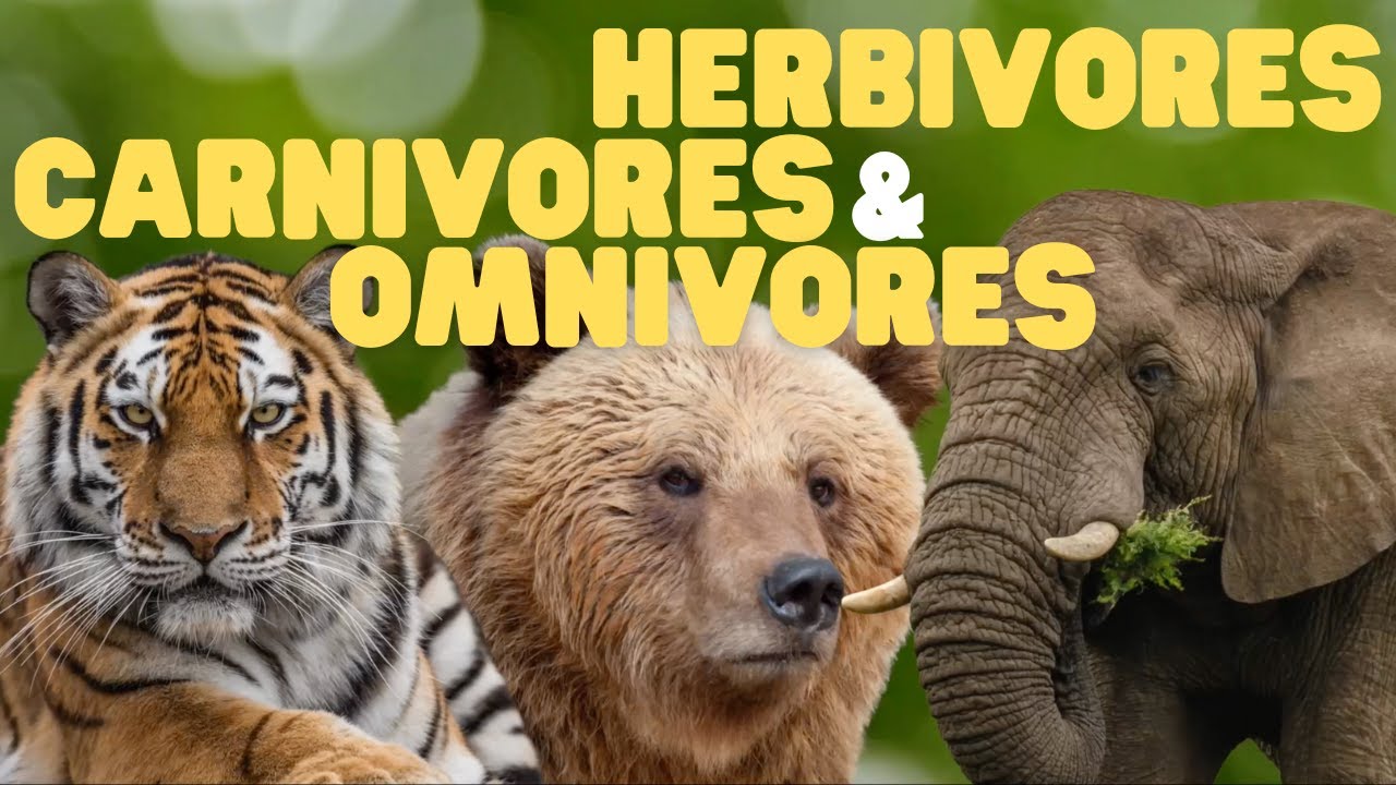 koala es carnivoro herbivoro o omnivoro