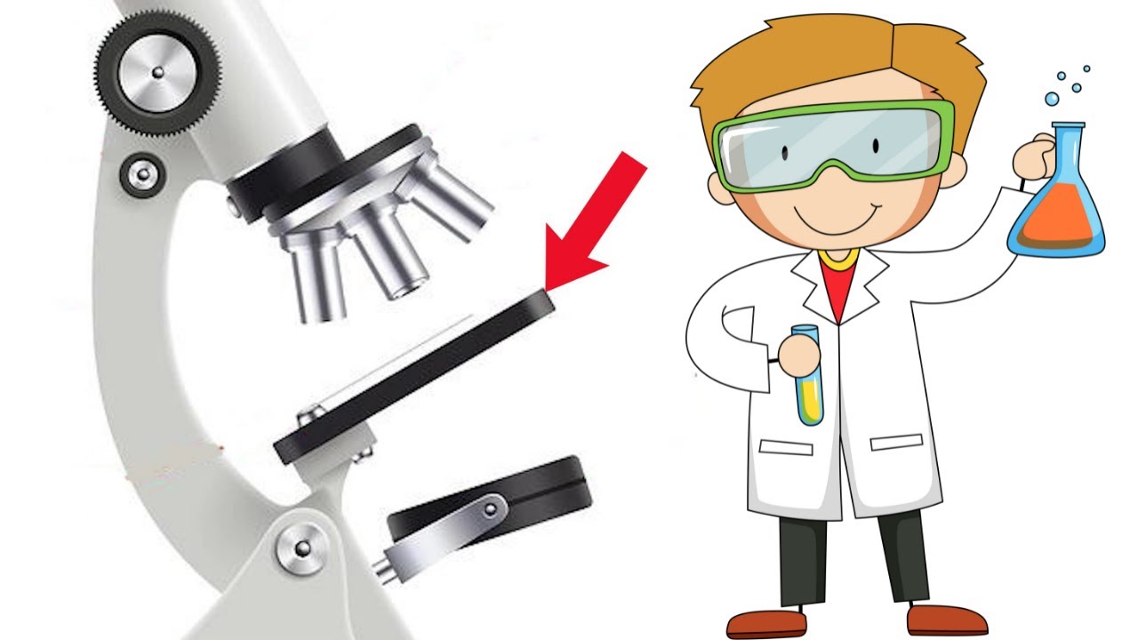 microscopio y sus partes y funciones