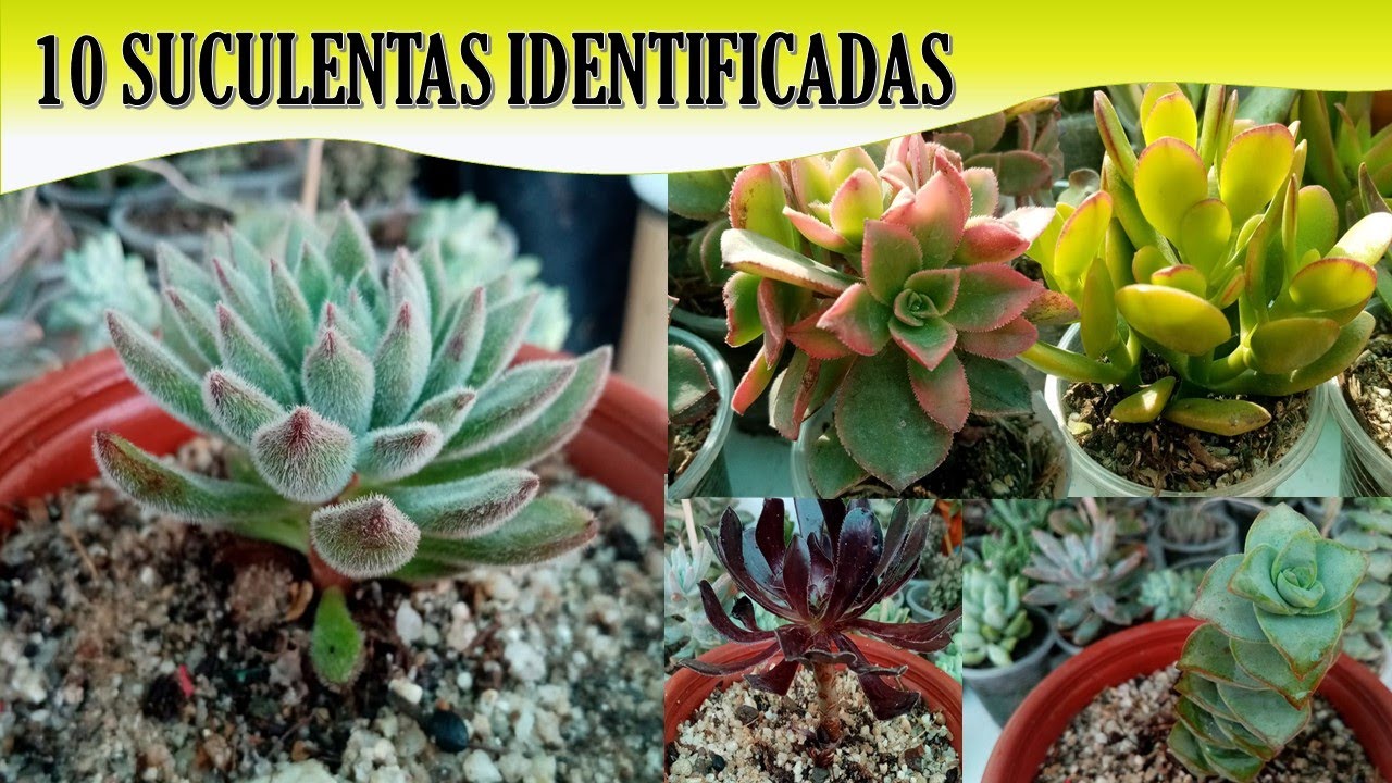 nombre científico de las suculentas